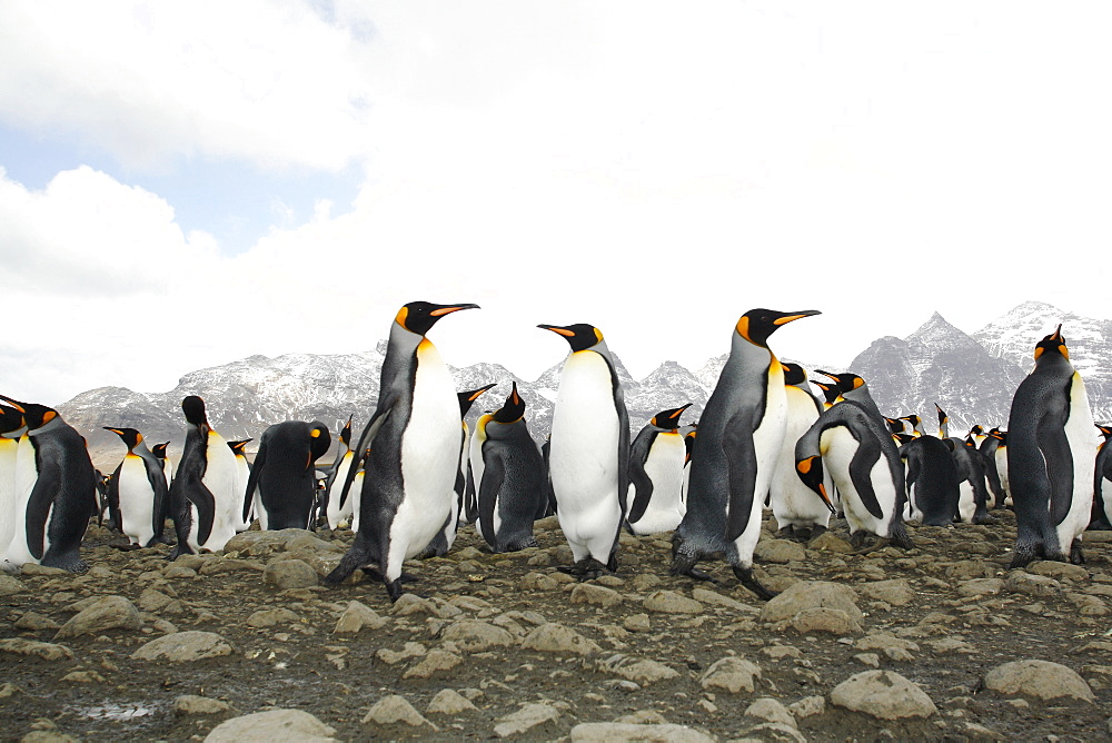 King penguin (Aptenodytes patagonicus) colony of nesting animals  numbering between 70,000 and 100,000 nesting pairs on Salisbury Plain on South Georgia Island, South Atlantic Ocean.