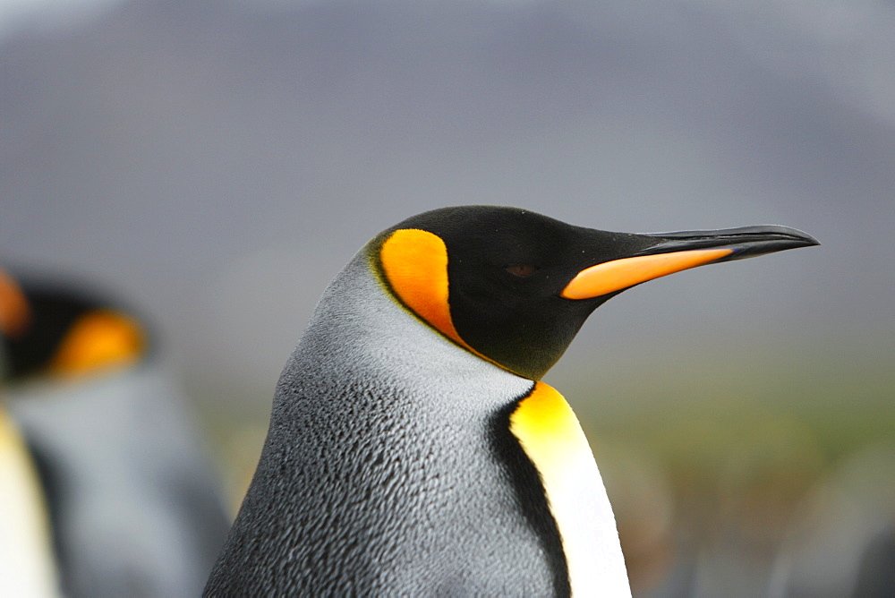 Adult King penguin (Aptenodytes patagonicus) in colony of nesting animals  numbering between 70,000 and 100,000 nesting pairs on Salisbury Plain on South Georgia Island, South Atlantic Ocean.