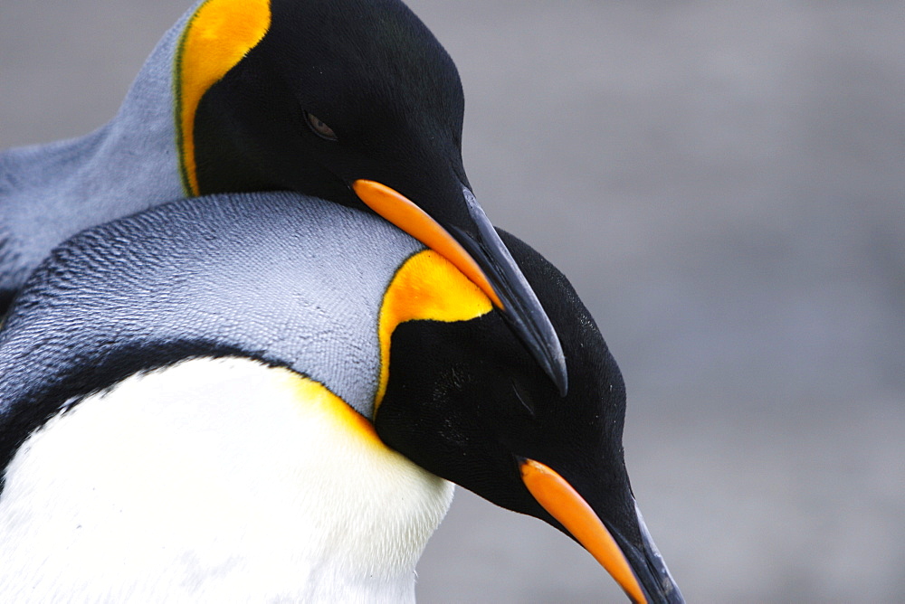 King penguin (Aptenodytes patagonicus) courtship near colony of nesting animals  numbering between 70,000 and 100,000 nesting pairs on Salisbury Plain on South Georgia Island, South Atlantic Ocean.