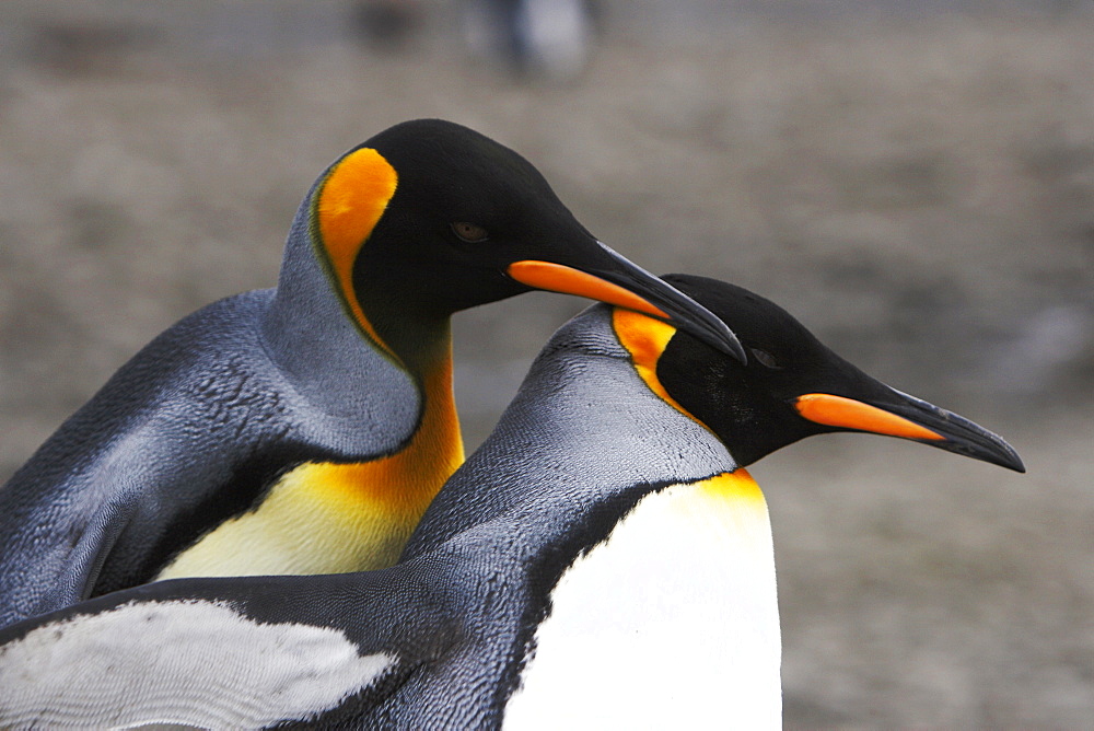 King penguin (Aptenodytes patagonicus) courtship in a colony of nesting animals  numbering between 70,000 and 100,000 nesting pairs on Salisbury Plain on South Georgia Island, South Atlantic Ocean.