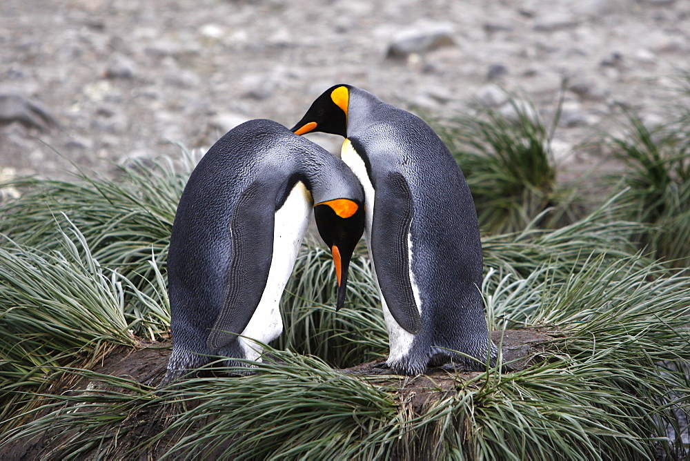 King penguin (Aptenodytes patagonicus) pair in colony of nesting animals  numbering between 70,000 and 100,000 nesting pairs on Salisbury Plain on South Georgia Island, South Atlantic Ocean.