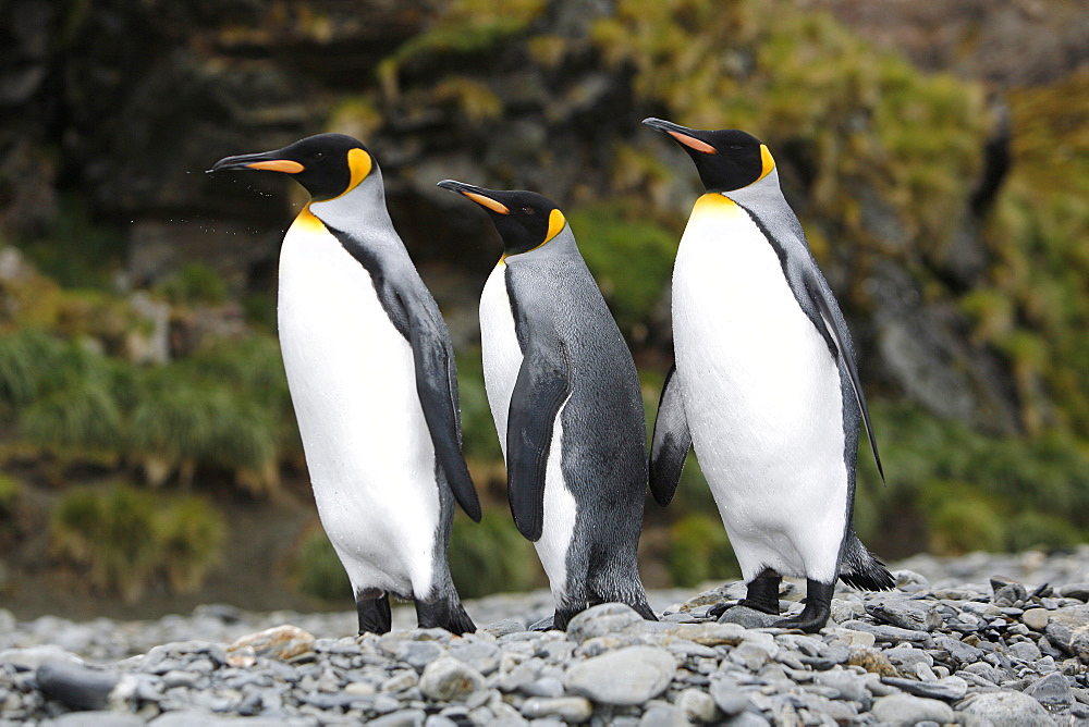 Three king penguins (Aptenodytes patagonicus) near colony of nesting animals  numbering about 7,000 nesting pairs at Fortuna Bay on South Georgia Island, South Atlantic Ocean.