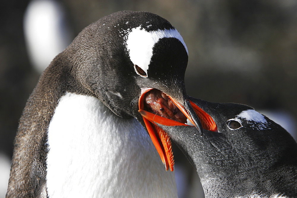 Gentoo penguin (Pygoscelis papua) parent feeding regurgitated krill to hungry chick in Antarctica.