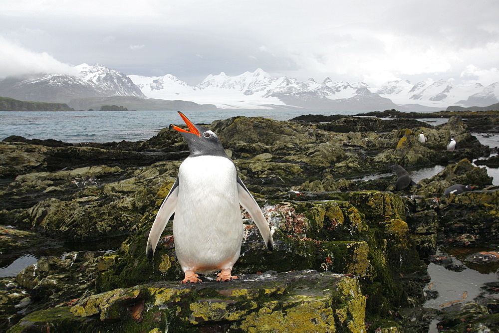 Gentoo penguin (Pygoscelis papua) on the beach at Prion Island in the Bay of Isles on South Georgia Island, South Atlantic Ocean.