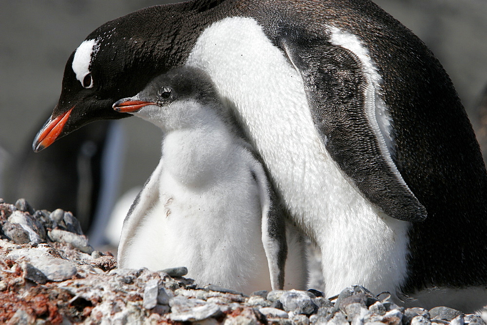 Gentoo penguin (Pygoscelis papua) downy chick near parent in the Aitcho Island Group, South Shetland Islands, Antarctica.