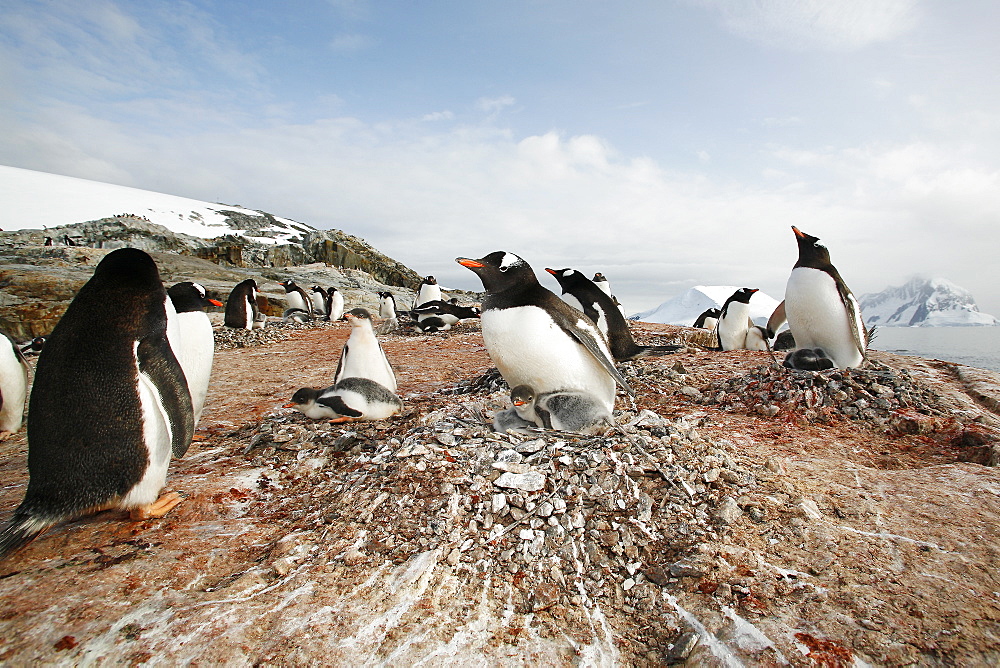 Gentoo penguin (Pygoscelis papua) parent with downy chicks on Petermann Island, near the Antarctic Peninsula.