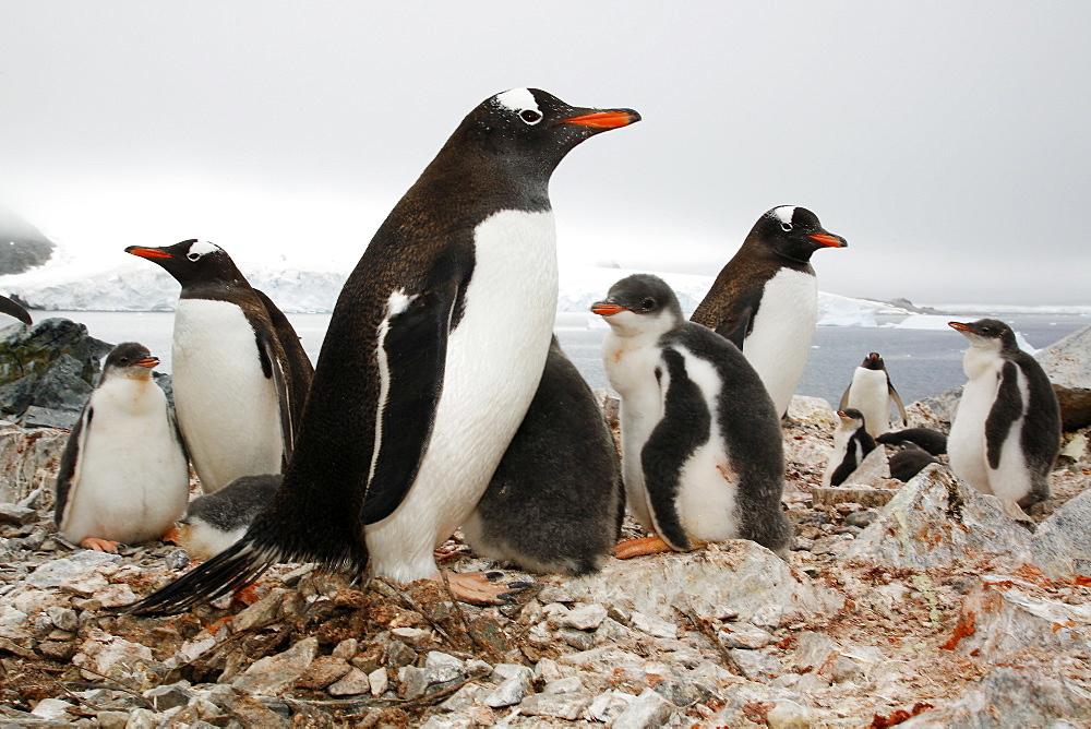 Gentoo penguin (Pygoscelis papua) parents with downy chicks on Petermann Island, near the Antarctic Peninsula.