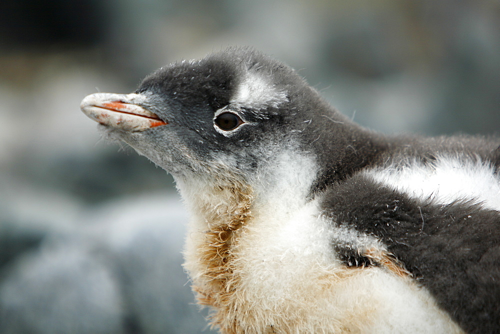 Gentoo penguin (Pygoscelis papua) downy chick on Jougla Point, Wiencke Island, near the Antarctic Peninsula.