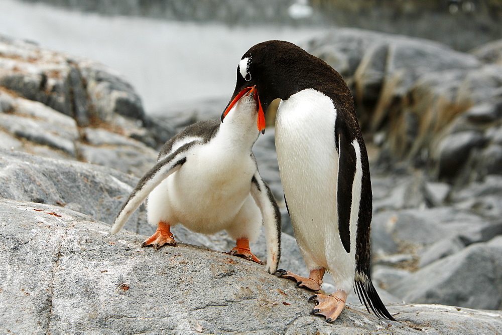 Gentoo penguin (Pygoscelis papua) parent feeding downy chick on Jougla Point, Wiencke Island, near the Antarctic Peninsula.