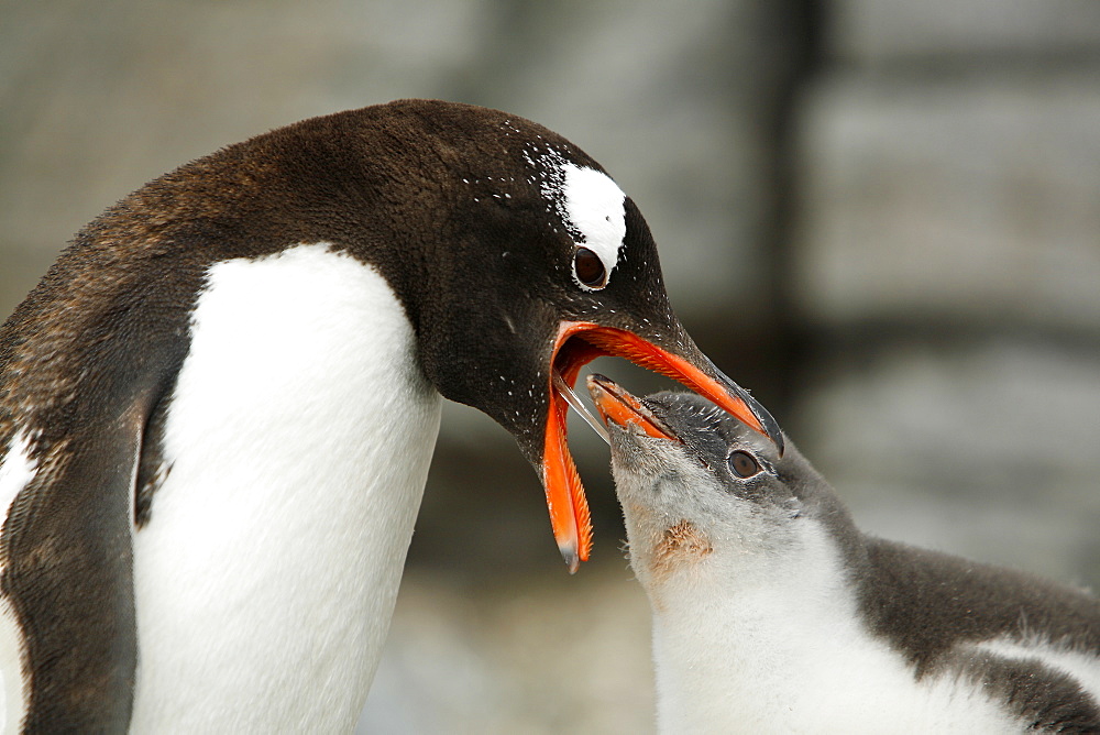 Gentoo penguin (Pygoscelis papua) parent feeding downy chick on Jougla Point, Wiencke Island, near the Antarctic Peninsula.