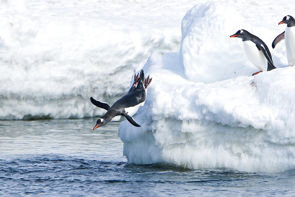 Adult gentoo penguins (Pygoscelis papua) jumping from an ice covered island at Mikkelsen Point on Trinity Island in the northern portion of the Gerlache Strait, Antarctica. Southern Ocean