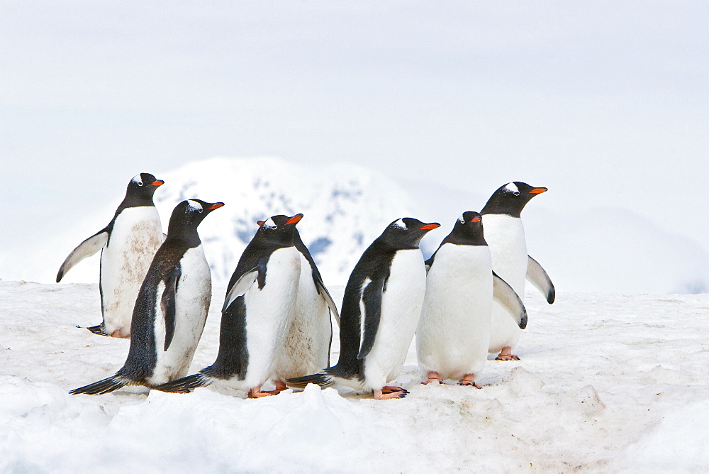 Adult gentoo penguins (Pygoscelis papua) on an ice covered island at Mikkelsen Point on Trinity Island, Gerlache Strait, Antarctica