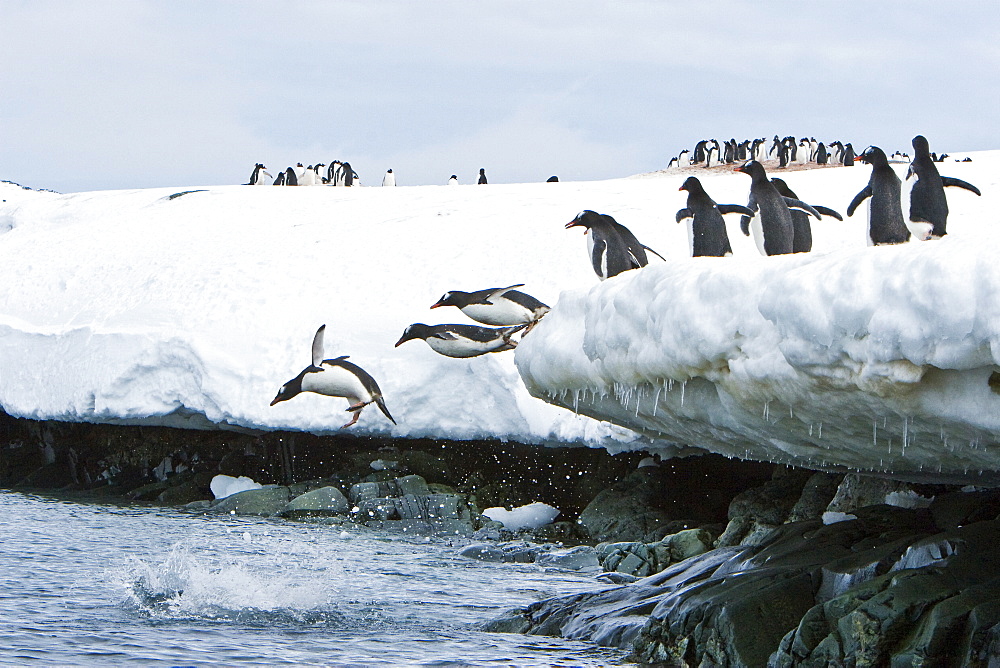 Adult gentoo penguins (Pygoscelis papua) jumping from and onto ice covered island at Mikkelsen Point on Trinity Island in the northern portion of the Gerlache Strait, Antarctica. Southern Ocean