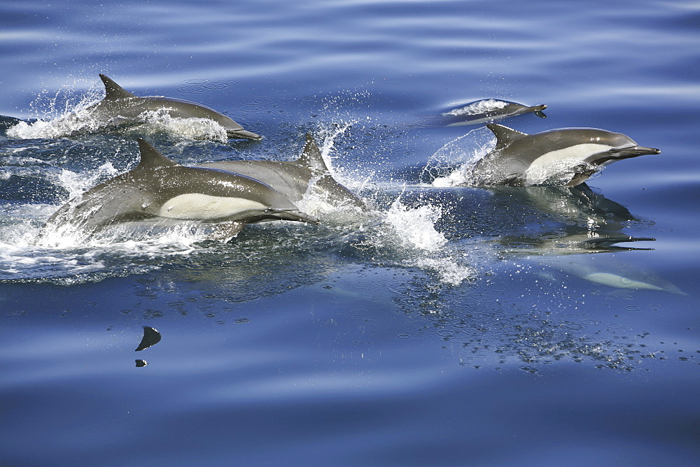 Long-beaked common dolphin (Delphinus capensis) pod in the calm waters off Isla del Carmen in the Gulf of California (Sea of Cortez), Baja California Sur, Mexico.