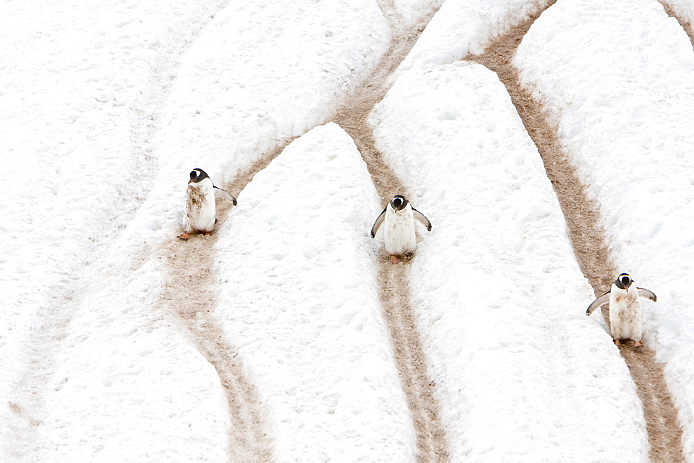 Adult gentoo penguins (Pygoscelis papua) going and returning from sea to feed, Neko Harbour in Andvord Bay, Antarctica