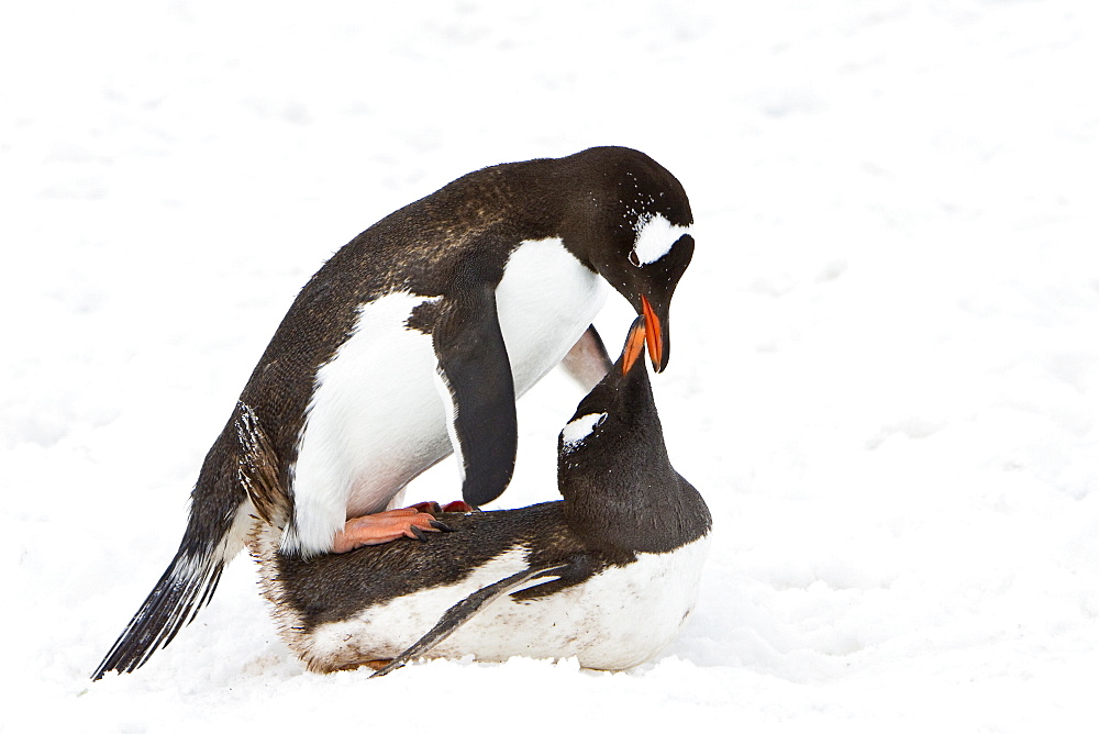 Adult gentoo penguins (Pygoscelis papua) mating in Neko Harbour in Andvord Bay, Antarctica