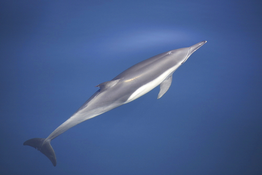 Long-beaked common dolphin (Delphinus capensis) surfacing in the calm waters off Isla del Carmen in the Gulf of California (Sea of Cortez), Baja California Sur, Mexico.