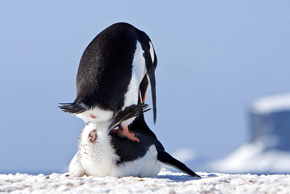 Adult gentoo penguins (Pygoscelis papua) mating on Barrentos Island in the Aitchi Island Group, South Shetland Islands, Antarctica