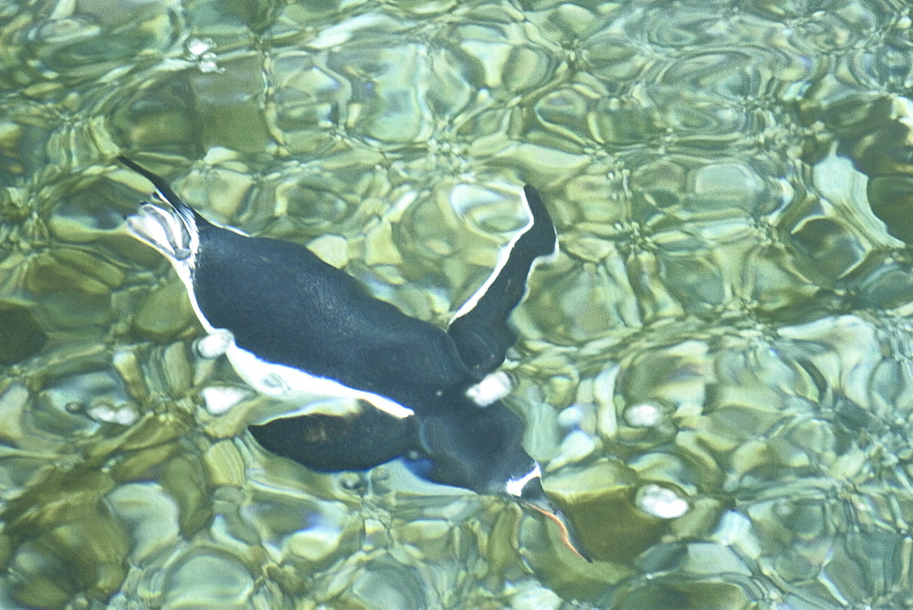 Adult gentoo penguins (Pygoscelis papua) swimming and on small growlers in Neko Harbour in Andvord Bay, Antarctica