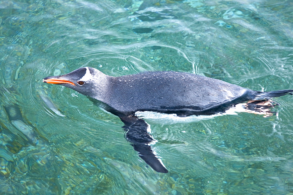 Adult gentoo penguins (Pygoscelis papua) swimming and on small growlers in Neko Harbour in Andvord Bay, Antarctica