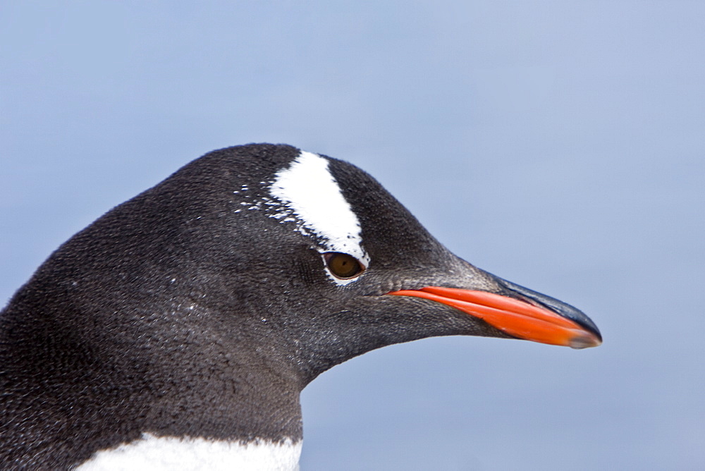 Adult gentoo penguin (Pygoscelis papua) head detail in Neko Harbour in Andvord Bay, Antarctica