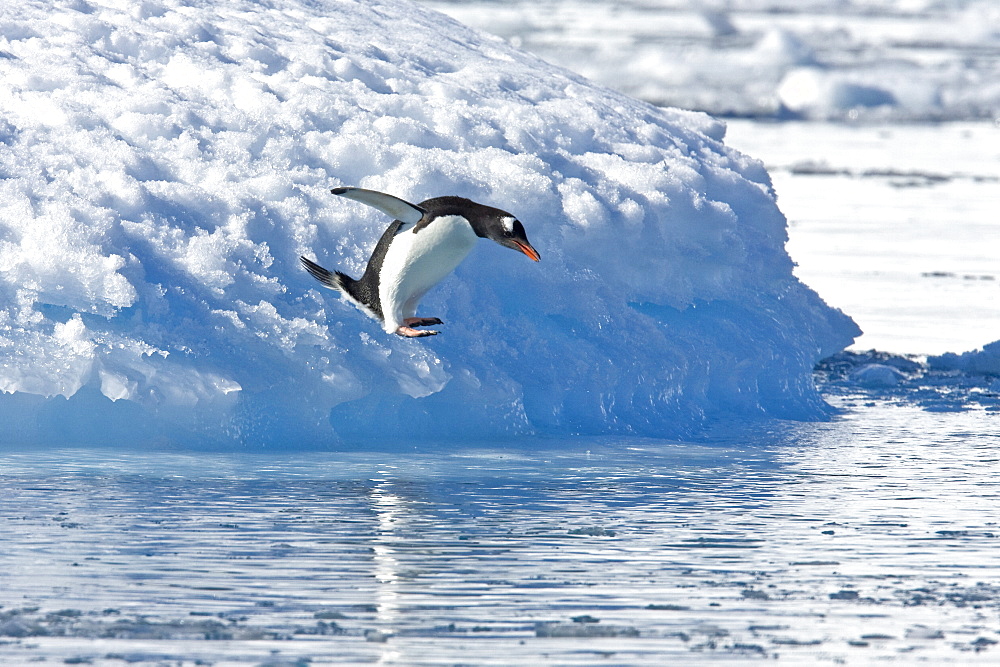 Adult gentoo penguin (Pygoscelis papua) leaping off iceberg near breeding colony on Petermann Island, Antarctica