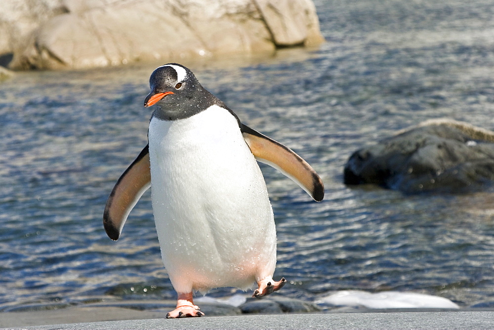 Adult gentoo penguin (Pygoscelis papua) at breeding colony on Petermann Island, Antarctica