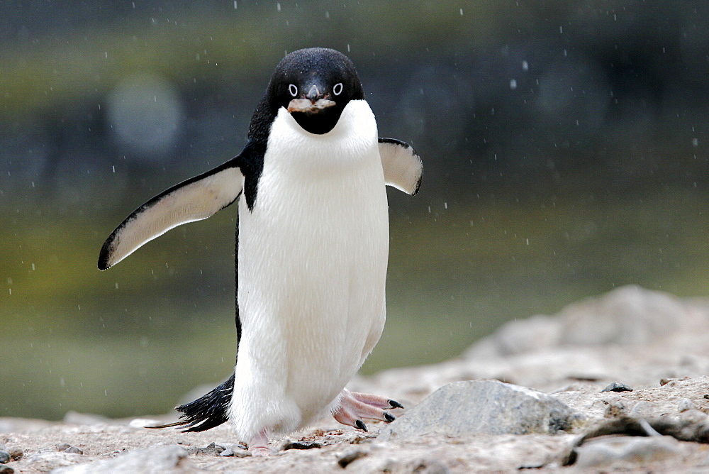 Adult Adelie Penguin (Pygoscelis adeliae) stealing rocks for a nest near the Antarctic Peninsula.