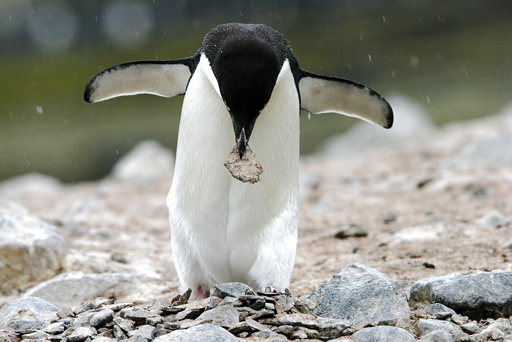 Adult Adelie Penguin (Pygoscelis adeliae) stealing rocks for a nest near the Antarctic Peninsula.