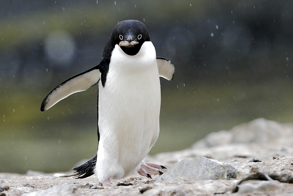 Adult Adelie Penguin (Pygoscelis adeliae) stealing rocks for a nest near the Antarctic Peninsula.