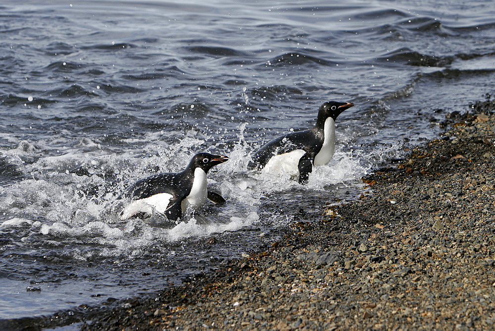 Adult Adelie penguin (Pygoscelis adeliae) pair returning from the sea to feed their chicks on Paulet Island on the Northeast side of the Antarctic Peninsula.