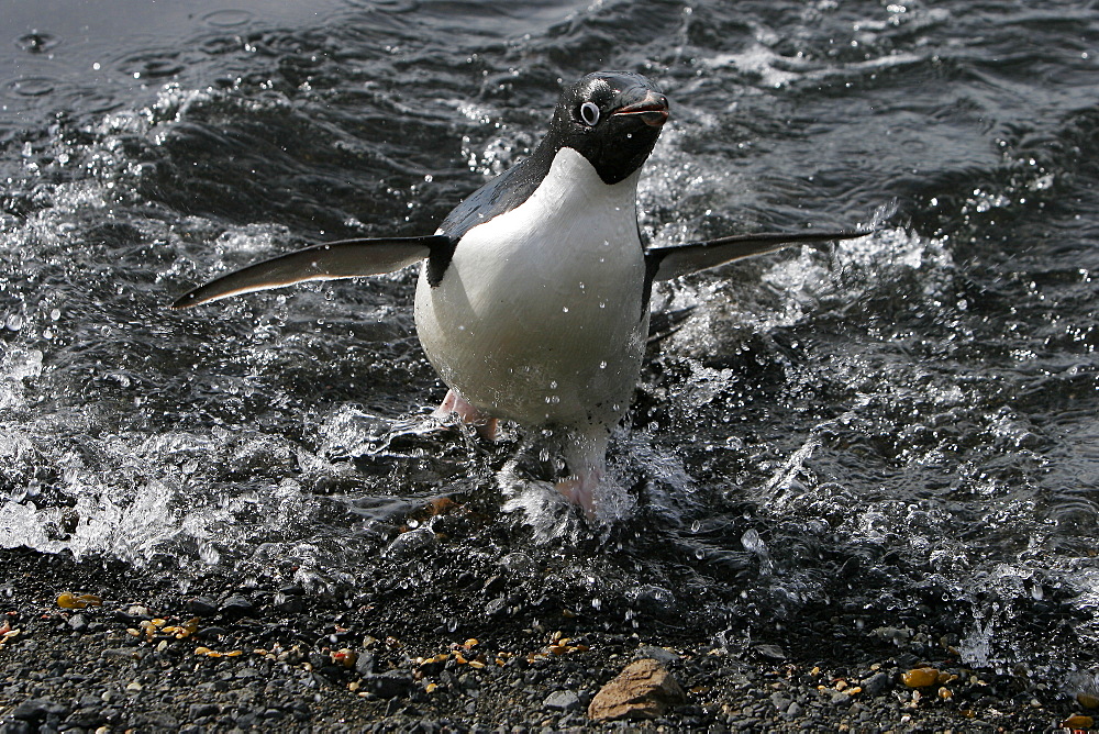 Adult Adelie penguin (Pygoscelis adeliae) returning from the sea to feed its chick on Paulet Island on the Northeast side of the Antarctic Peninsula.