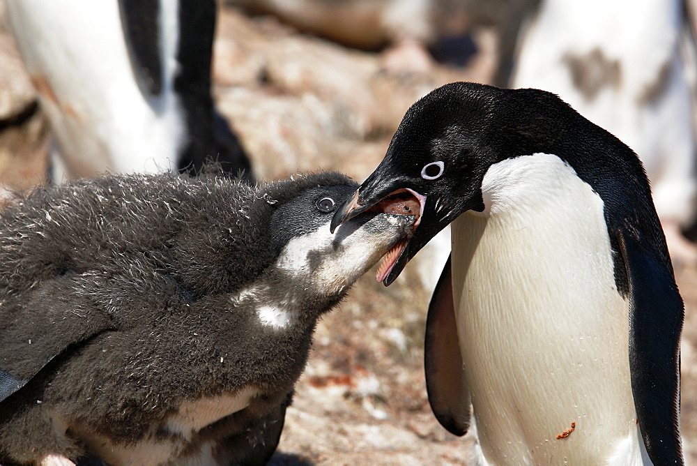 Adult Adelie penguin (Pygoscelis adeliae) feeding chick a regurgitated meal on Paulet Island on the Northeast side of the Antarctic Peninsula.