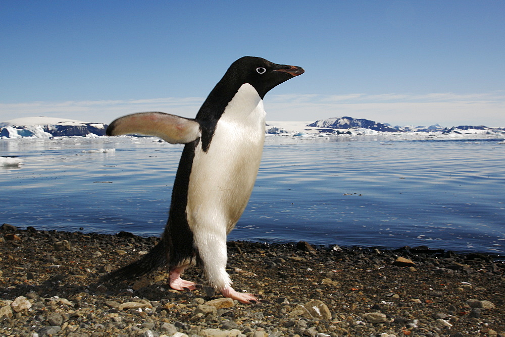 Adult Adelie penguin (Pygoscelis adeliae) walking the beach to return to the sea on Devil Island on the Northeast side of the Antarctic Peninsula.