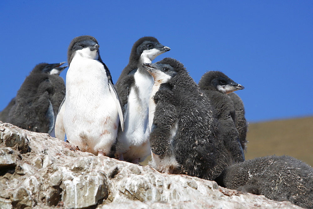 Adelie penguin (Pygoscelis adeliae) chicks creching on Devil Island on the Northeast side of the Antarctic Peninsula.