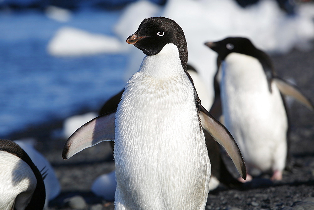 An adult Adelie penguin (Pygoscelis adeliae) walking the beach on Paulet Island on the Northeast side of the Antarctic Peninsula.