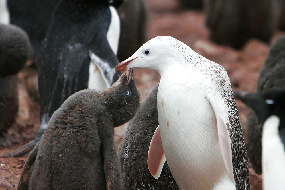 A leucistic adult Adelie penguin (Pygoscelis adeliae) on Devil Island on the Northeast side of the Antarctic Peninsula