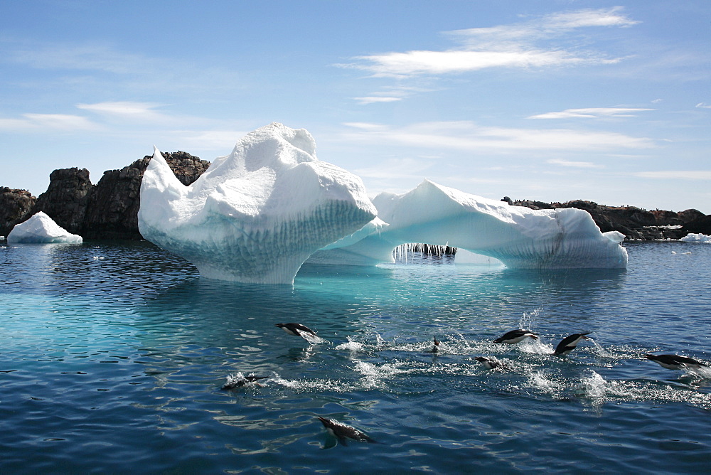 Adleie penguins leaping in front of a beautiful Iceberg at Heroina Island in the Weddell sea, Antarctica.