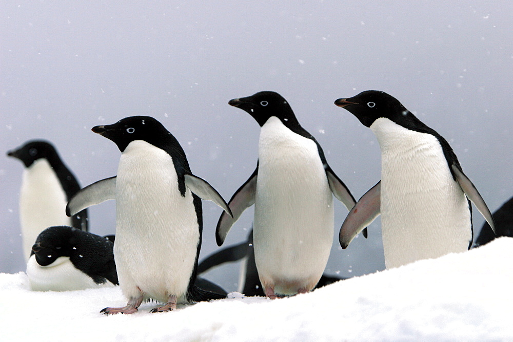 Adelie penguins (Pygoscelis adeliae) hauled out on an iceberg in a snowstorm near Paulet Island, Antarctic Peninsula. Adelie penguins are truly an ice dependant penguin species.