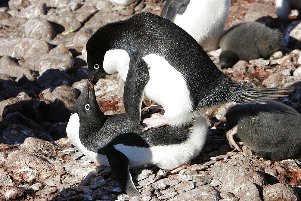 Adelie penguins (Pygoscelis adeliae) mock-mating (it is not mating season) on the beach on Paulet Island, Antarctic Peninsula. Adelie penguins are truly an ice dependant penguin species.