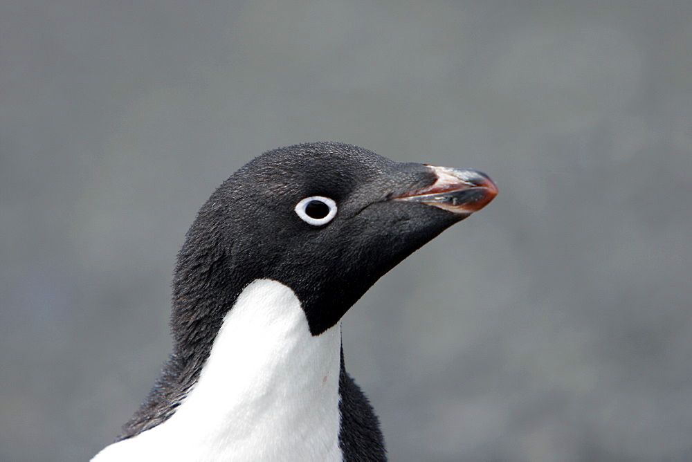 Adelie penguin (Pygoscelis adeliae) adult (head detail) on Devil Island near the Antarctic Peninsula.