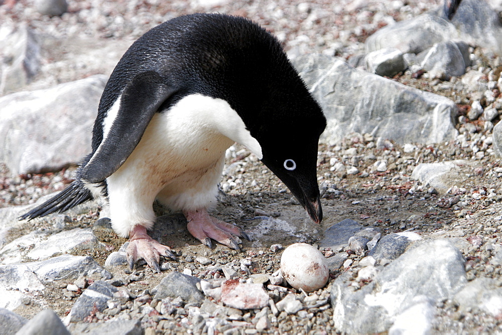 Adult Adelie penguin (Pygoscelis adeliae) inspecting a non-viable egg at Devil Island, Antarctic Peninsula. Adelie penguins are truly an ice dependant penguin species.