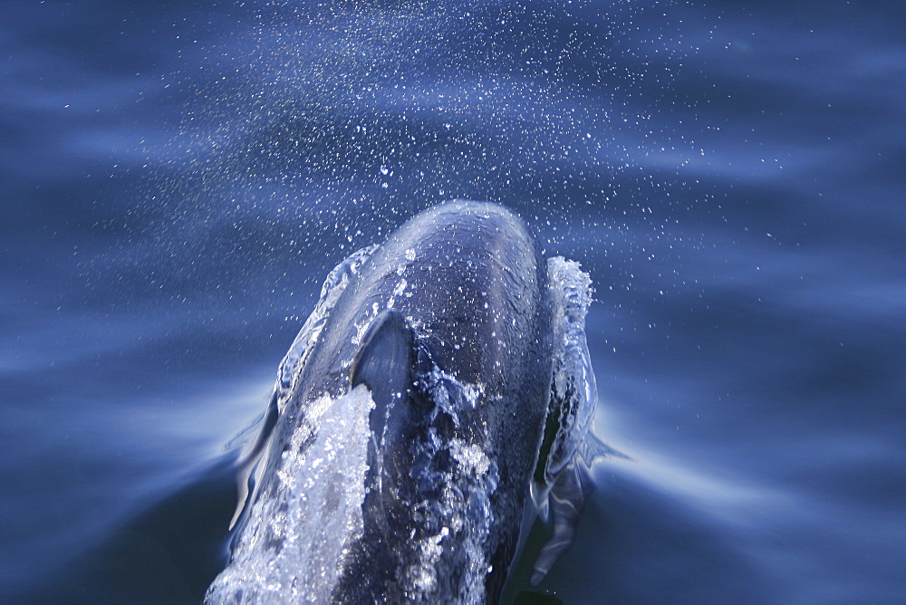 Adult Pacific white-sided dolphin (Lagenorhynchus obliquidens) surfacing in the calm waters of the inside passage, Southeast Alaska, USA.