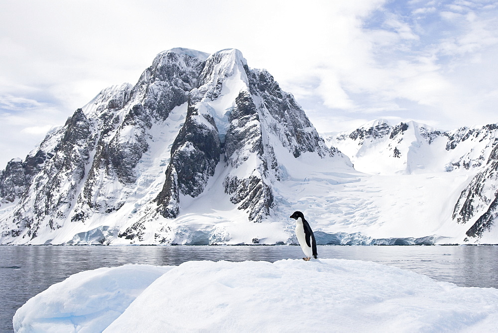 A lone adult Adelie penguin (Pygoscelis adeliae) on an iceberg off Petermann Island, Antarctica.