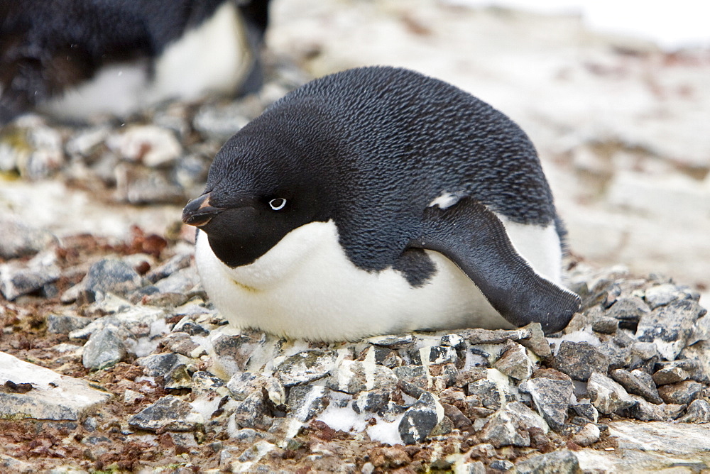 Adult Adelie penguin (Pygoscelis adeliae) laying on an egg on breeding colony on Petermann Island, Antarctica