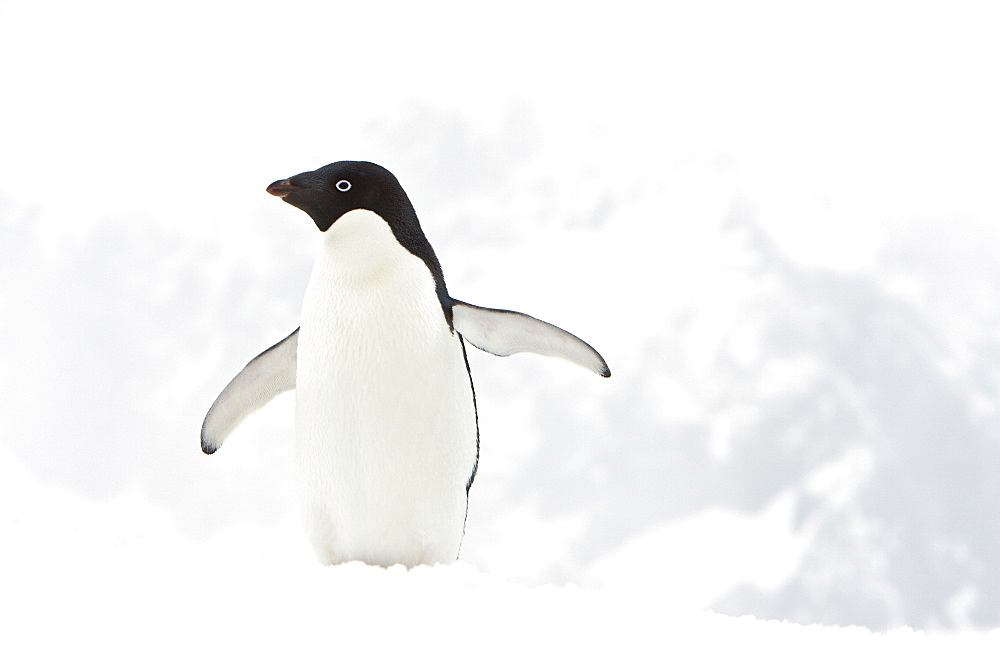 A lone adult Adelie penguin (Pygoscelis adeliae) on an iceberg off Port Lockroy, Antarctica