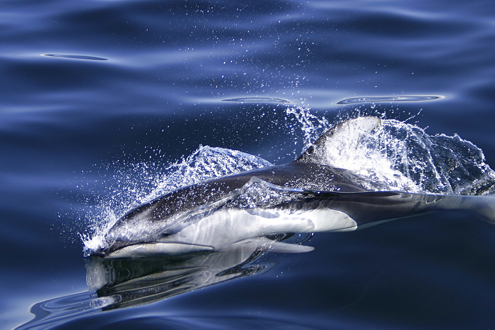 Adult Pacific white-sided dolphin (Lagenorhynchus obliquidens) surfacing in the calm waters of the inside passage, Southeast Alaska, USA.