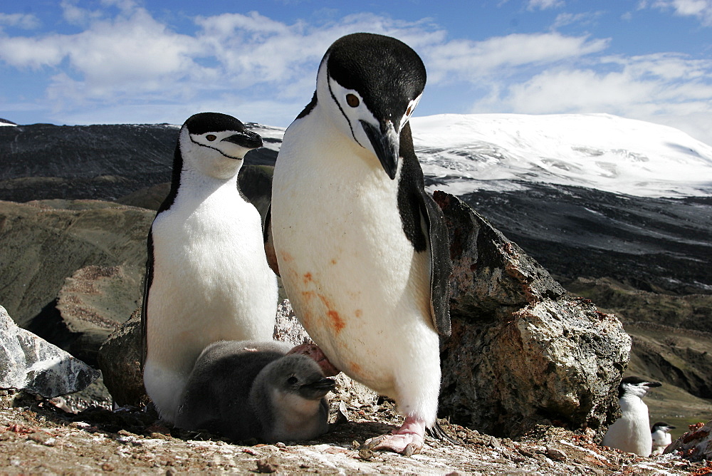 Chinstrap penguin (Pygoscelis antarctica) parents with chick high on the caldera rim on Deception Island, Antarctica.