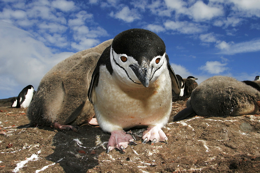 Curious adult chinstrap penguin (Pygoscelis antarctica) inspects the camera on Deception Island, Antarctica.