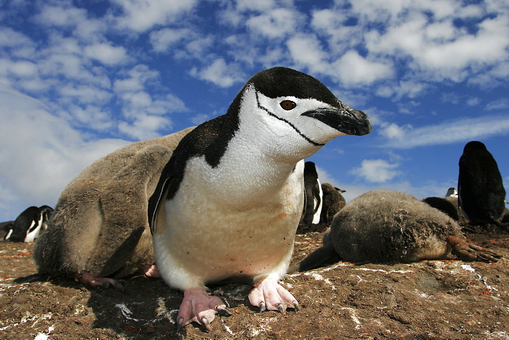 Curious adult chinstrap penguin (Pygoscelis antarctica) inspects the camera on Deception Island, Antarctica.